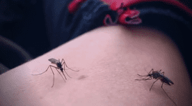 Minsa confirma 16 casos de dengue en Unidad Vecinal del Cercado de Lima
