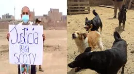 Chorrillos: vecinos piden justicia para 9 perros envenenados por desconocidos