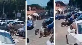 ¡Increíble! Jabalíes asaltan a una mujer al salir de un supermercado en Italia - VIDEO
