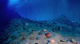 El Océano Austral es definido como "el quinto océano" de la Tierra