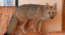 Joven compra un perro en el Centro de Lima pero termina siendo un zorro