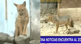 'Run run' sigue prófugo: zorro escapó de señuelo y sería llevado a Huachipa
