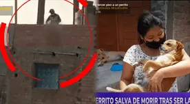 ¡Milagro! Perrito es lanzado de un tercer piso en Cañete pero sobrevive
