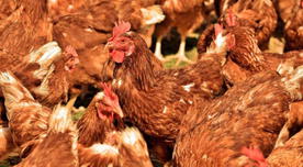 Uruguay: ola de calor mata a más de 400 mil gallinas en solo 3 días