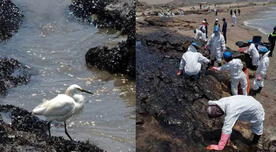 Derrame de petróleo: Serfor habilitó puntos de acopio para llevar aves afectadas