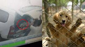 SJM: Sujeto abandonó a tres cachorros en una veterinaria y ahora buscan un hogar