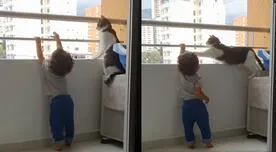 Gato protege a bebé y evita que se sujete de los fierros de un balcón (VIDEO)