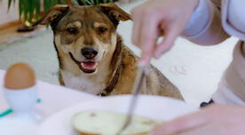 Conoce el truco para evitar que tu perro pida comida en la mesa, según la ciencia