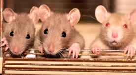 ¿En qué ciudad está prohibido matar ratones?