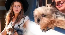 Amber Heard podría parar a la cárcel por denuncias de tráfico de perros