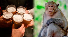 ¿Por qué a los humanos nos gusta el alcohol y qué es la hipótesis del mono borracho?