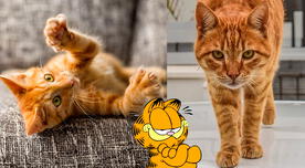 Según la ciencia, los gatos naranjas son los más amigables y amorosos que exiten