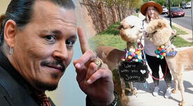 Johnny Depp: ¿Qué tiene que ver la estrella de 'Piratas del Caribe' con las alpacas?