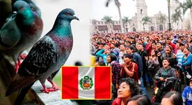 ¿Por qué en Chile dicen que los peruanos 'comen palomas'?