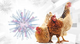 ¿Qué es la influenza aviar H5N1, es mortal, tiene cura?