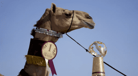 ¿Qué es la "Copa del Mundo de la belleza del camello" en Qatar?