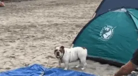 Perrito va a 'acampar' a playa León Dormido para recibir el Año Nuevo - VIDEO