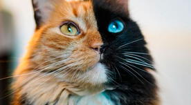 ¿Qué es un gato quimera y por qué es tan raro? Conoce más de estos felinos de 'dos caras'