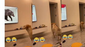 La inesperada reacción de un perro al visualizar que un oso 'escapó' del televisor - VIDEO