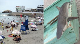 Pescadores encuentran tiburón en playa de Punta Hermosa y genera pánico en bañistas