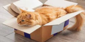 5 increíbles razones por las que los gatos aman las cajas