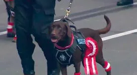 Gran Parada Militar: perritos de la policía canina se robaron el show en el desfile