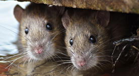 Con este espectacular truco eliminarás la presencia de roedores en tu casa