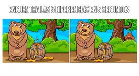 El reto visual SUPREMO: Si logras ver las 5 diferencias entre los osos, tienes vista de HALCÓN