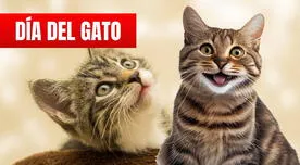 Día del Gato: 30 frases lindas para compartir en redes sociales