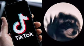 Filtro del mapache Pedro en TikTok: CREA tu propio video con tu mascota