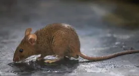 Esta es la única ciudad en el mundo donde está prohibido cazar ratones