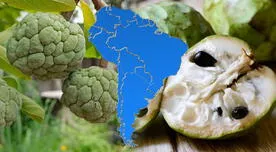 La PODEROSA fruta que crece en SUDAMÉRICA que protege infecciones: españoles la llamaban "manjar blanco"