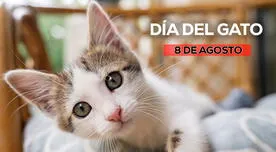 120 Frases en el Día del Gato 2024: celebra con mensajes cortos y bonitos este 8 de agosto