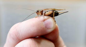 Se acerca el verano y aparecen los insectos: el infalible truco militar para acabar con los bichos