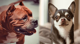 Nueva York: pitbull ataca a chihuahua en el Upper West Side y residentes exigen leyes más estrictas Nueva York: pitbull ataca a chihuahua en el Upper West Side y residentes exigen leyes más estrictas