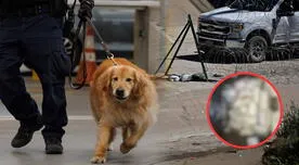 PERROS de la CBP provocaron el arresto de una abuela y su nieto: ¿Qué ENCONTRARON en el vehículo? PERROS de la CBP provocaron el arresto de una abuela y su nieto: ¿Qué ENCONTRARON en el vehículo?