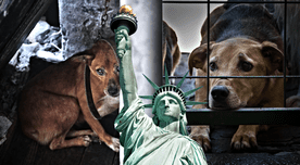 Condado de Nueva York aprueba ley que impactará a este grupo de personas que tengan una mascota Condado de Nueva York aprueba ley que impactará a este grupo de personas que tengan una mascota