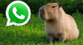 Cómo activar el modo capibara en WhatsApp: así puede usarlo en tu celular Cómo activar el modo capibara en WhatsApp: así puede usarlo en tu celular
