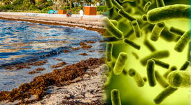 ¡Atención, ciudadanos y extranjeros! Cierran estas playas por peligrosa bacteria: ¿Cuáles son los lugares afectados en EE. UU.?