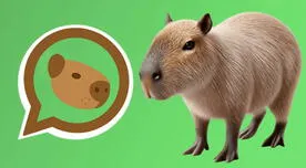 Así activas el 'Modo Capibara' en el WhatsApp de tu teléfono Android: GUÍA paso a paso Así activas el 'Modo Capibara' en el WhatsApp de tu teléfono Android: GUÍA paso a paso