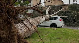 VIDEO | Fuertes vientos en Lima generaron el desprendimiento de un árbol que dañó 3 vehículos