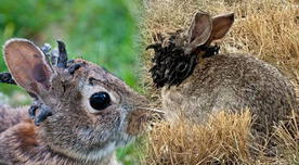 Pánico en EE. UU.: Conejos con 'tentáculos' son fotografiados en Colorado y especialistas explican el estado de esta especie