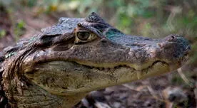 Trágico incidente en EE. UU. | Reportan agresivo ataque de caimán a mujer que recorría sendero del suroeste en Florida