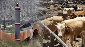 ALERTA en Texas: piden reabrir frontera con México para importación de ganado por CRISIS en precios de carne ALERTA en Texas: piden reabrir frontera con México para importación de ganado por CRISIS en precios de carne