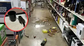 CAOS inesperado: mapache ebrio destroza una licorería y acaba desmayado en el baño CAOS inesperado: mapache ebrio destroza una licorería y acaba desmayado en el baño