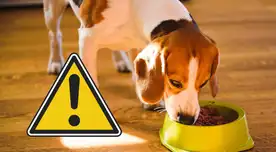 Ordenan RETIRAR URGENTE una popular comida para perros por RIESGO MORTAL de perforación intestinal