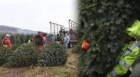 ¡No lo tires a la basura! Así puedes reciclar correctamente tu árbol de Navidad en EE. UU. ¡No lo tires a la basura! Así puedes reciclar correctamente tu árbol de Navidad en EE. UU.