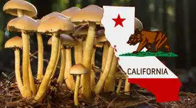 ¡MUCHO CUIDADO, residentes de California! Alertan sobre mortal hongo que está causando muertes e severas intoxicaciones