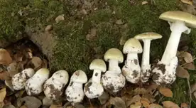 ALERTA en California: CIFRAS ESCALOFRIANTES de muertos y personas envenenadas por hongos tóxicos