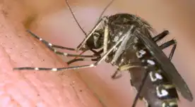 PELIGRO sanitario en Texas: calor extremo desata invasión de mosquitos con el PELIGROSO virus del Nilo Occidental